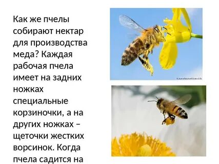 Как делают нектар