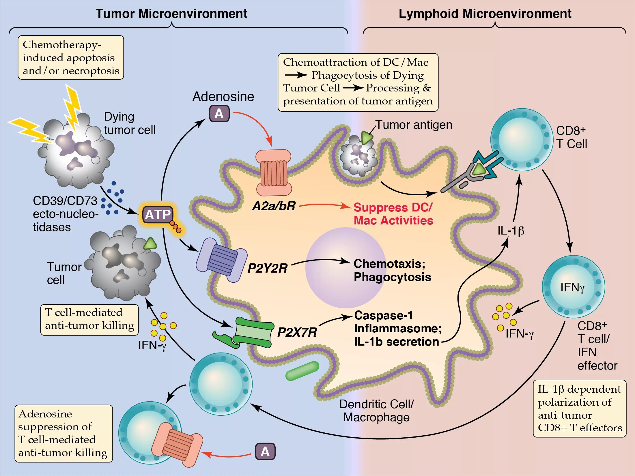 Cell processing. Биофизика клетки. tumor cell. tumor microenvironment. cd8 апоптоз.