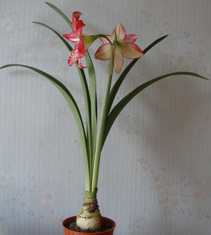 гиппеаструм отцвел. гиппеаструм листья. амариллис родина растения. гиппеаструм rosy star. амариллис подвиды.