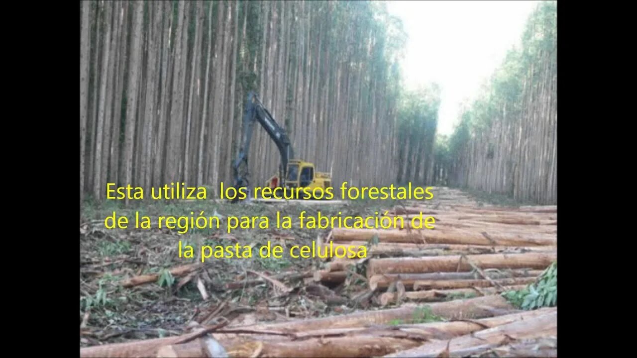 Forestry industry. Forest industry. Modern picture of Forestry industry. Лес на территории завода ЮПМ Пестово фото. T me premium logs