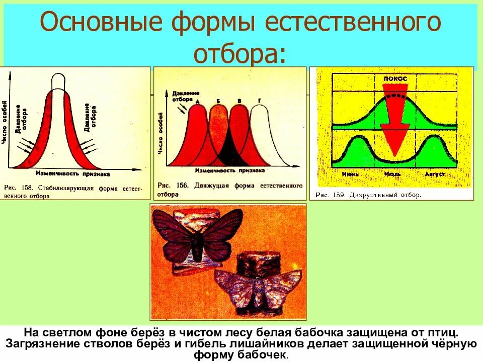 5 примеров естественного отбора. Формы естественного отбора. Формы естественного отбора таблица. Формы естественного отбора схема. Виды естественного отбора таблица.