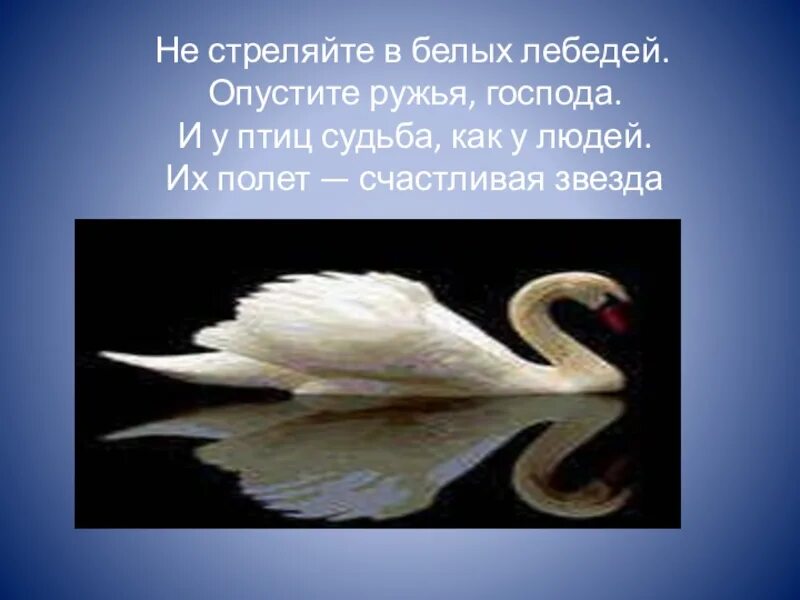 Песня белые лебеди автор. Лебедь для презентации. Не стреляйте в белых лебедей. Энциклопедия про лебедей.