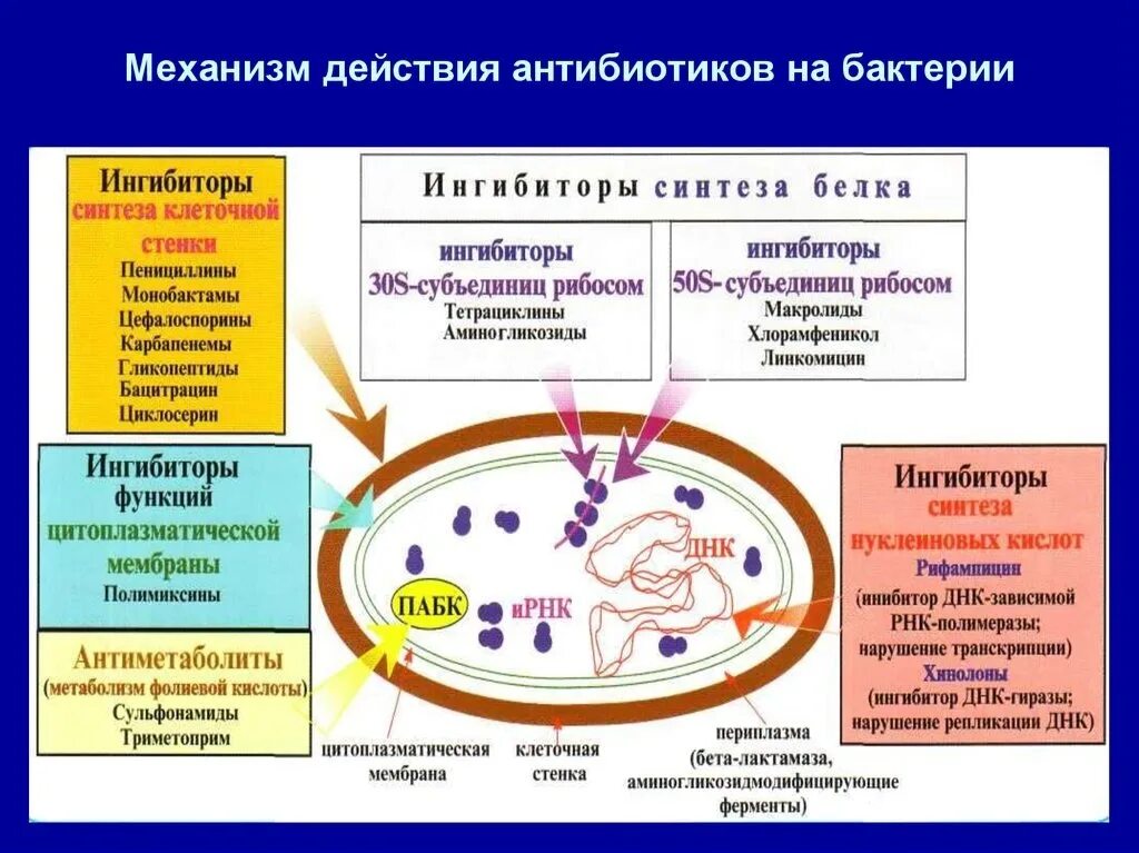 Принципы классификации антибиотиков по спектру действия. Механизм действия антибиотиков нарушающих синтез белка. Антибиотик антимицин. Сроки действия антибиотиков. Механизмы антимикробного действия антибиотиков.