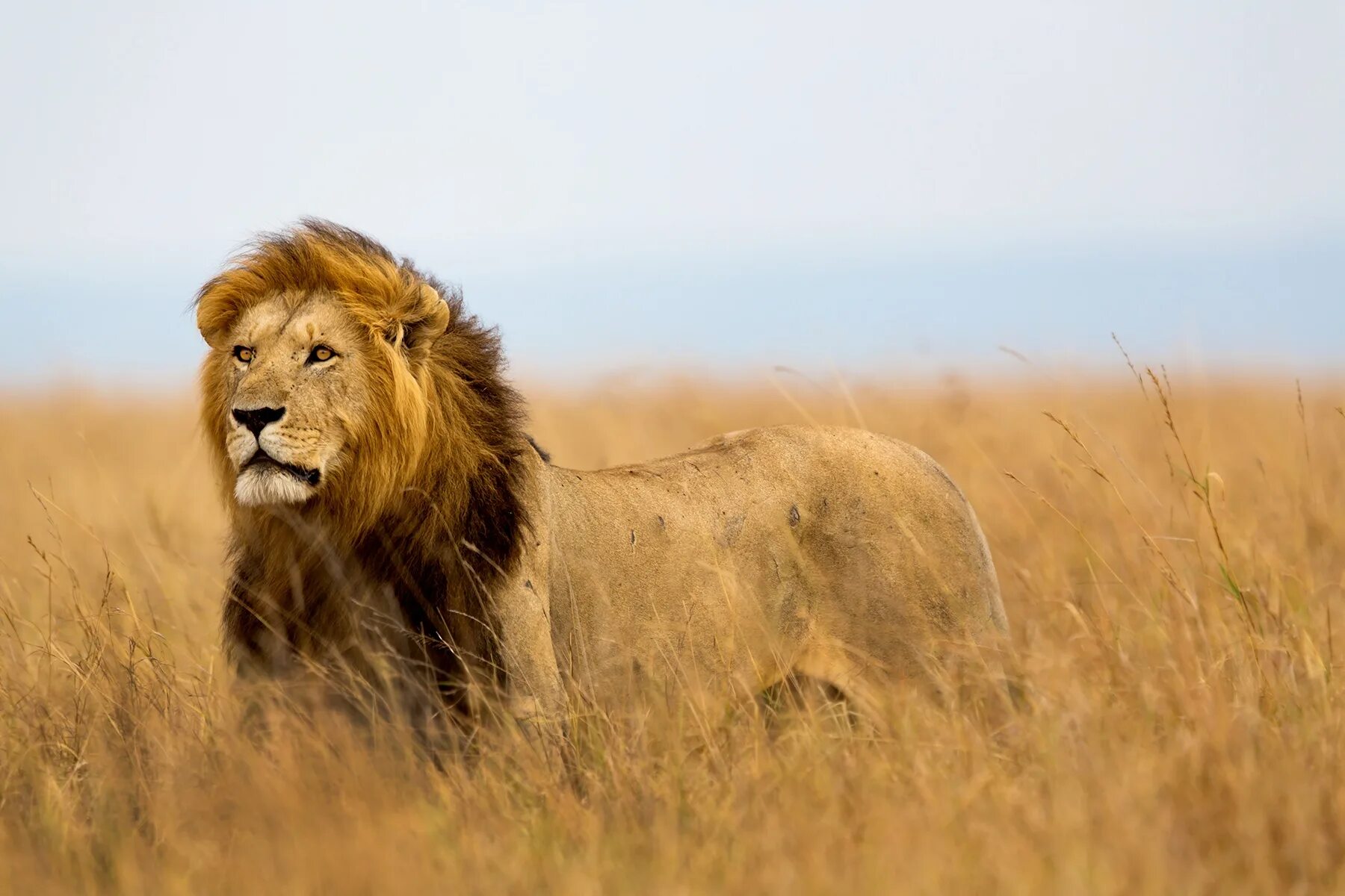 Африканский Лев. Львы в саванне. Саванна Кения Лев. Животные Африки Лев. Africa lion