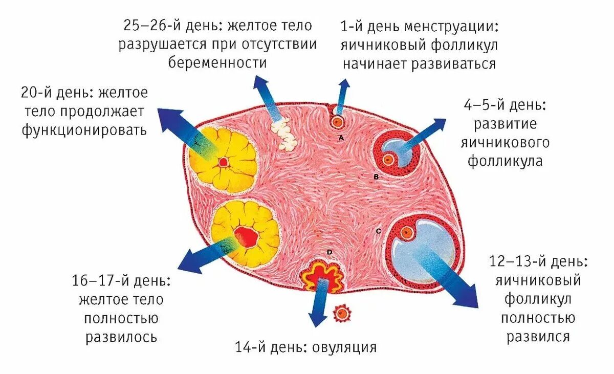 Лечение фолликулов. Стадии развития желтого тела. Желтое тело стадии развития функция. Цикл развития менструального желтого тела. Желтое тело в менструальном цикле.