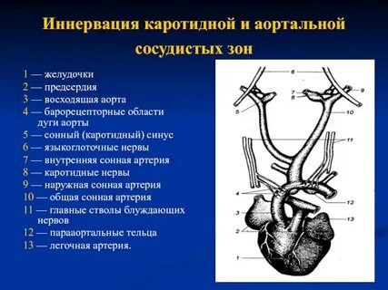 Каротидный синус