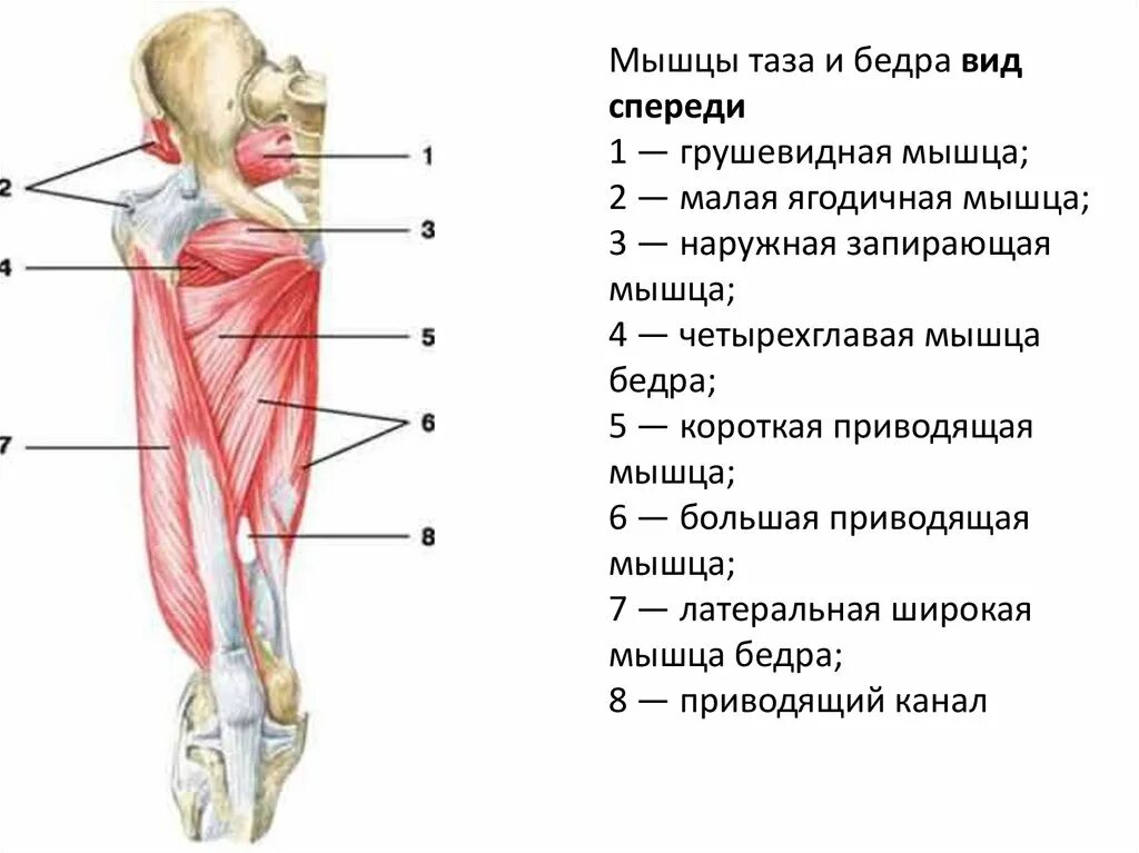 Мышцы таза и бедра спереди. Передние мышцы тазового пояса. Мышцы тазового пояса и бедра вид спереди. Мышцы нижней конечности спереди. Правая нога бедро мышцы