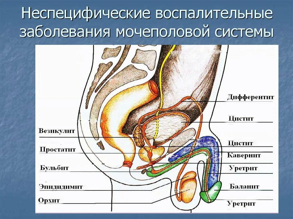 Мочевые органы мужчины