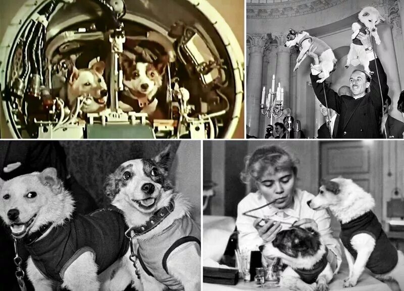 Белка и стрелка 1960 год. Собаки которые летали в космос белка и стрелка. Белка и стрелка полёт в космос 1958. Собаки-космонавты белка и стрелка-1. 19 августа 1960