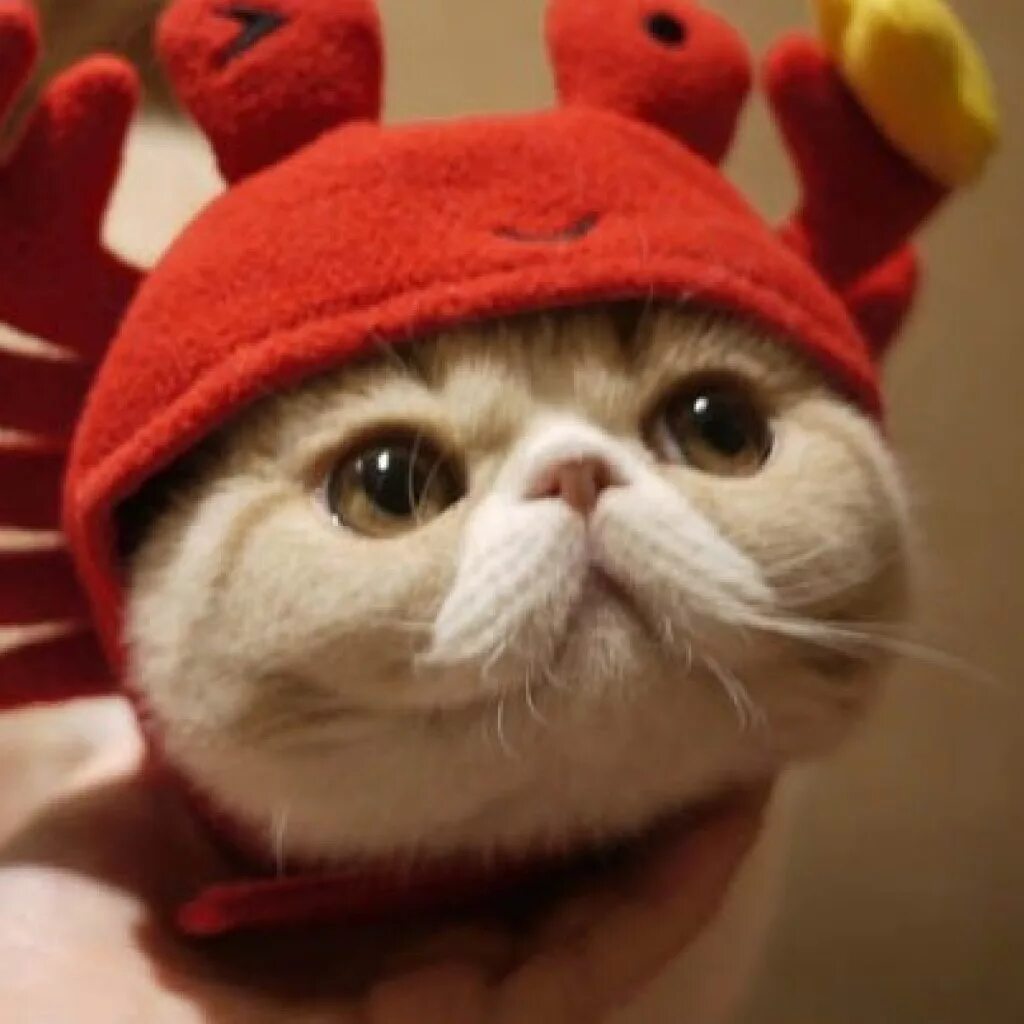 Кошки краба. Кот в шапке. Шапочка котика. Шапка 'кошка'. Кот в костюме.