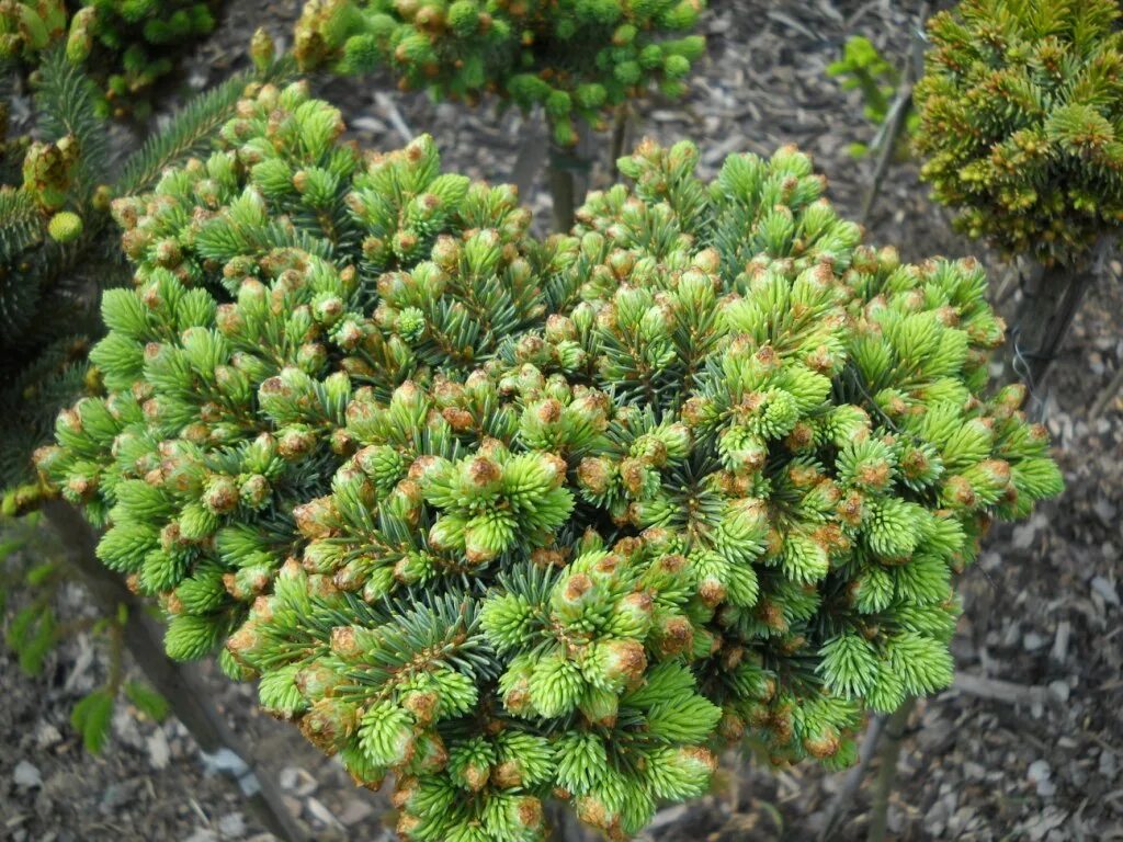 Ель сизая (picea glauca biesenthaler fruhling) c2 40-50. Picea glauca. Ель канадская рэйнбоуз энд (р9). Ель канадская лаурин. Picea glauca pixie.