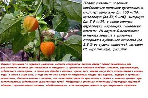 Физалис в теплице
