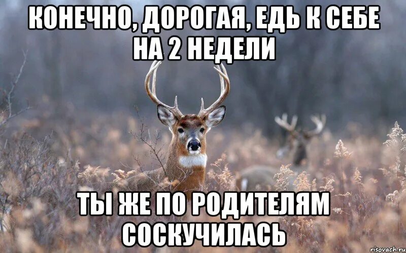 Едь быстрее. Едь быстрее