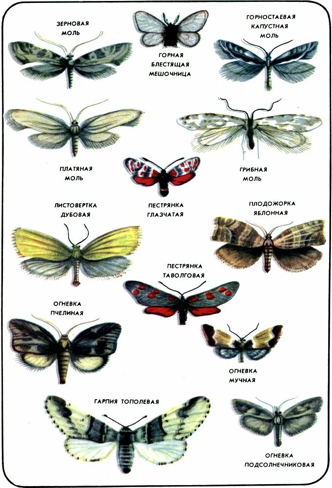 Виды моли. Название бабочек. Разновидность разновидности бабочек. Разновидности насекомых.