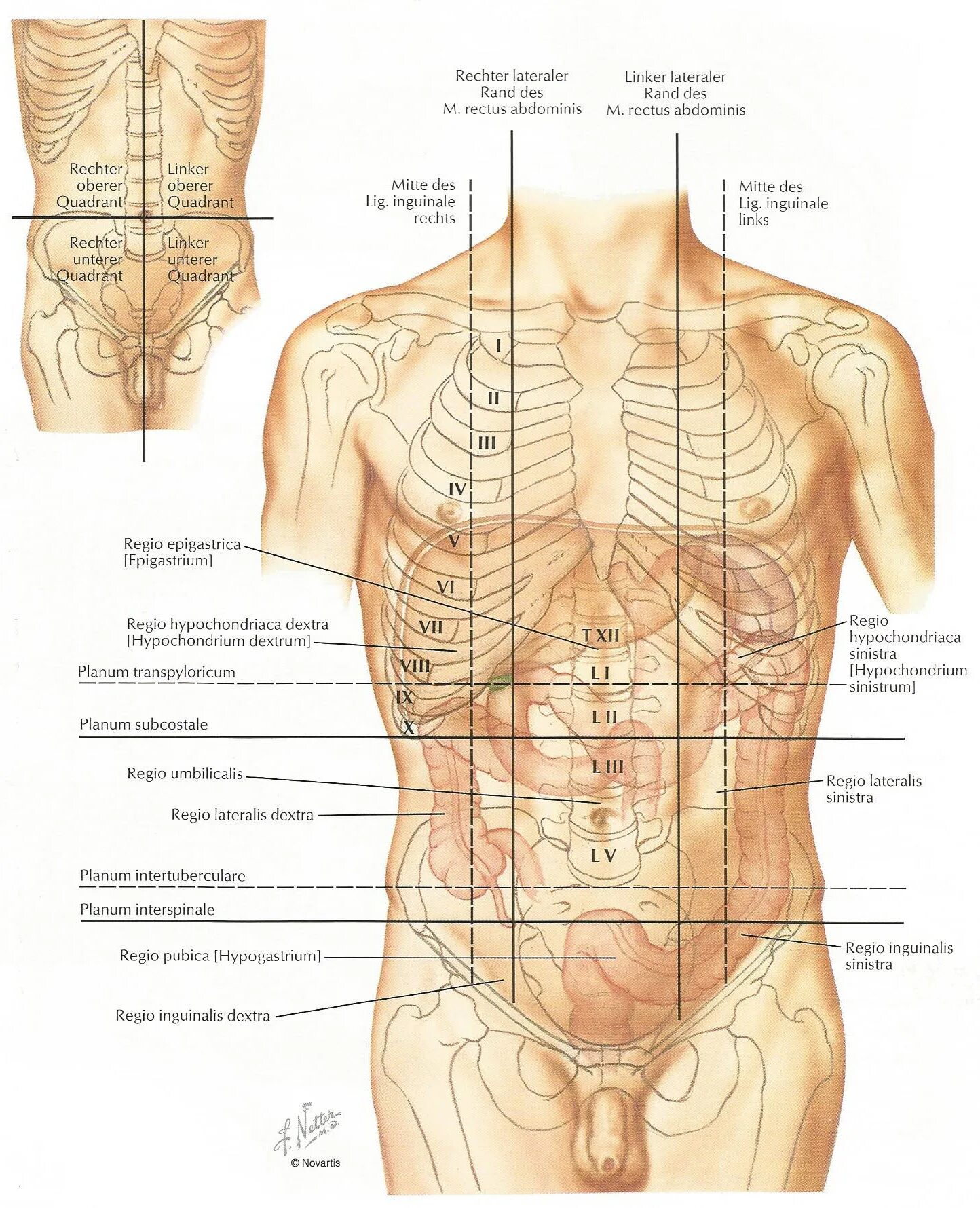 Что слева в боку у мужчин. Атлас Неттера передняя брюшная стенка. Подреберье анатомия. Анатомические области живота. Подвздошная область живота справа.