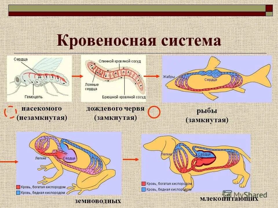 Органы животных 6 класс. Замкнутая и незамкнутая кровеносная система у животных таблица. Кровеносная система членистоногих замкнутая или незамкнутая. Кровеносная система у рыб замкнутая или незамкнутая. Схема кровеносной системы органов животных.