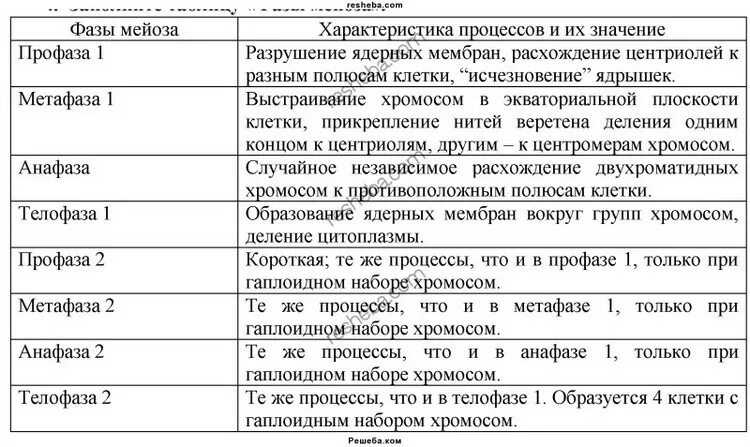 Мейоз фазы и процессы. Фазы мейоза 1 и 2 таблица. таблица характеристика мейоза фаза характеристика фазы. мейоз фазы и процессы таблица. характеристика фаз редукционного деления мейоза.
