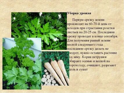 Сочинение описание картины петрушка 6 класс