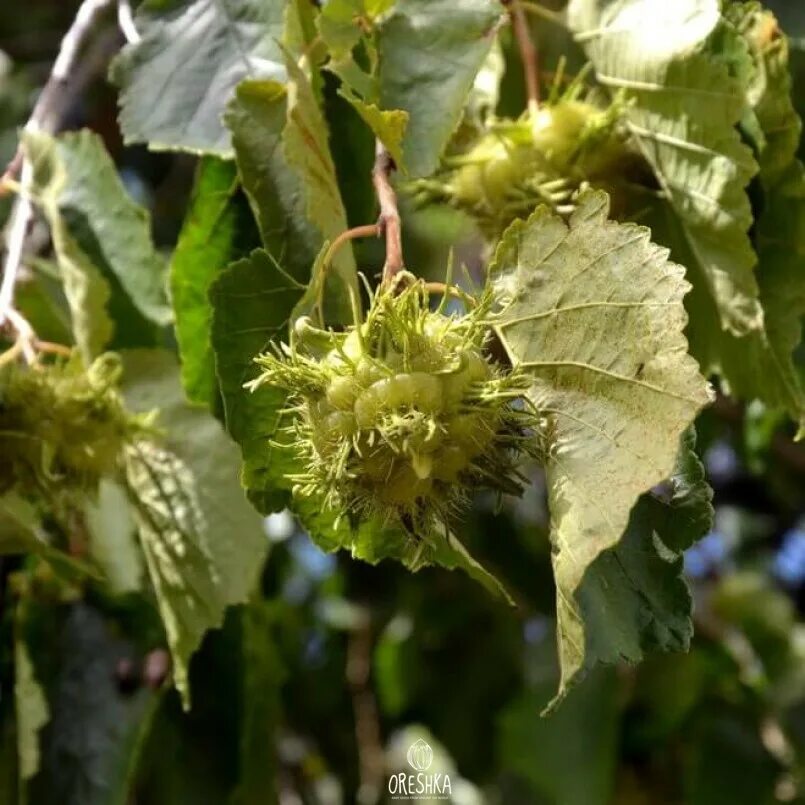 Лещина древовидная, медвежий орех corylus colurna. Corylus colurna лещина древовидная. Лещина древовидная (corylus colurna l. Медвежий орех. Лещина древовидная медвежий орех.