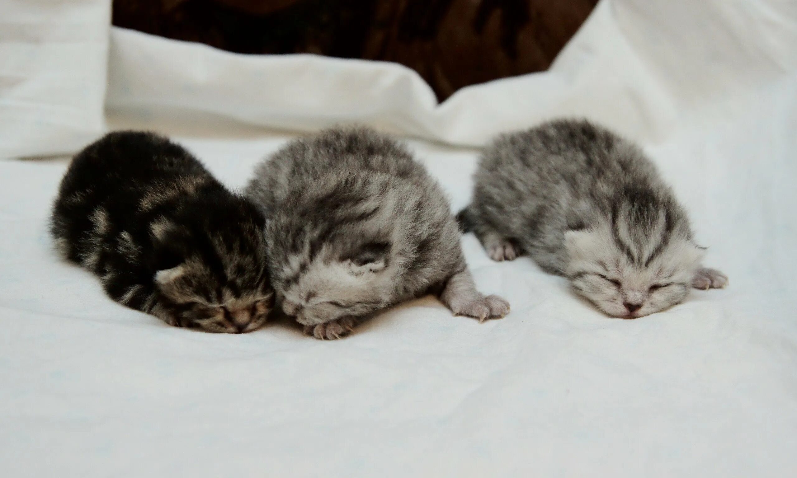 К чему снятся котята маленькие красивые. Британские котята вислоухие Новорожденные. Новорожденные Шотландские котята. Новорождённые котята вислоухие Шотландские. Слепые котята Шотландские вислоухие.