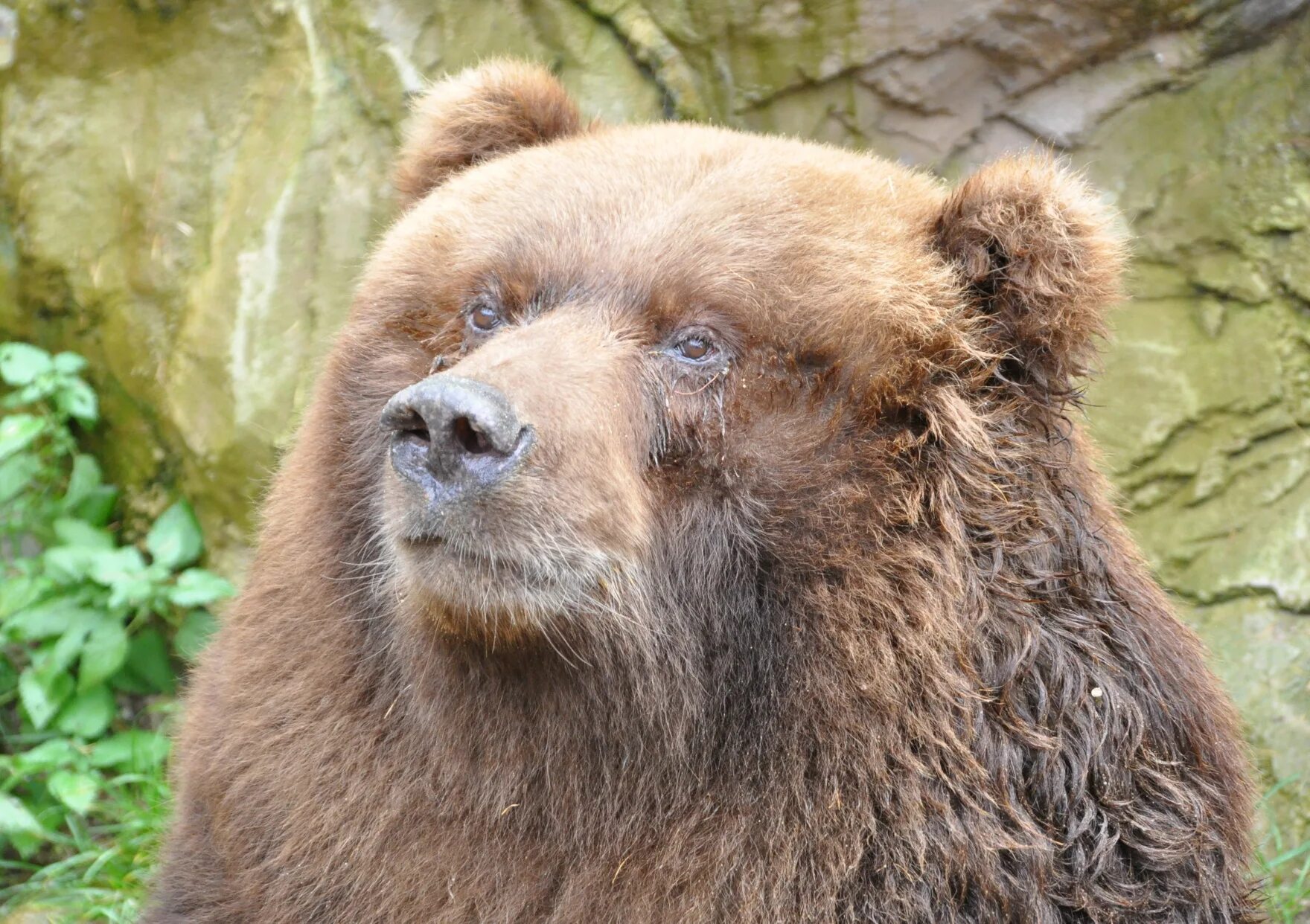 Какие медведи крупнее. Бурый медведь Кадьяк. Большой бурый медведь Кадьяк. Кадьяк (медведь). Бурый медведь (Ursus arctos).