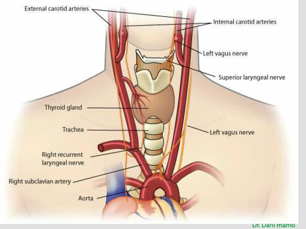 Верхняя щитовидная артерия анатомия. Возвратный гортанный нерв. Иннервация щитовидной желез возвратный гортанный нерв. Возвратный нерв щитовидной железы анатомия. Артерии щитовидной железы