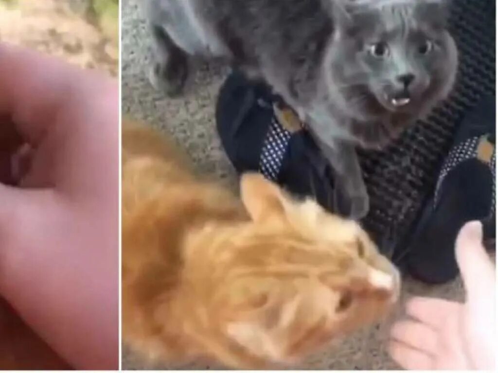 Ревную котенка