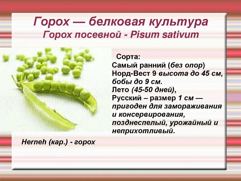 Продолжительность жизни гороха. Срок жизни гороха. Презентация о выращивании гороха. Продолжительность жизни гороха. Сроки всхожести семян овощных культур таблица.