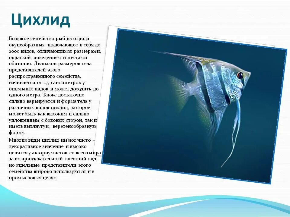 Рыба семейства окунеобразных