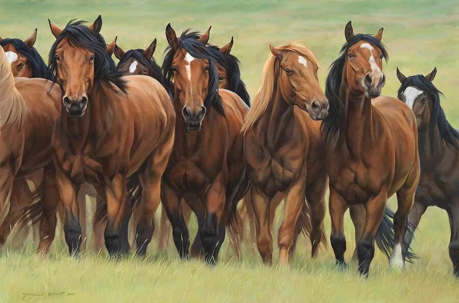 Донские мустанги заповедника ростовский. Табун под цифрой 6. Каппадокийская лошадь. Табун диких лошадей в прерии 50 плюс. Табун под цифрой 6.