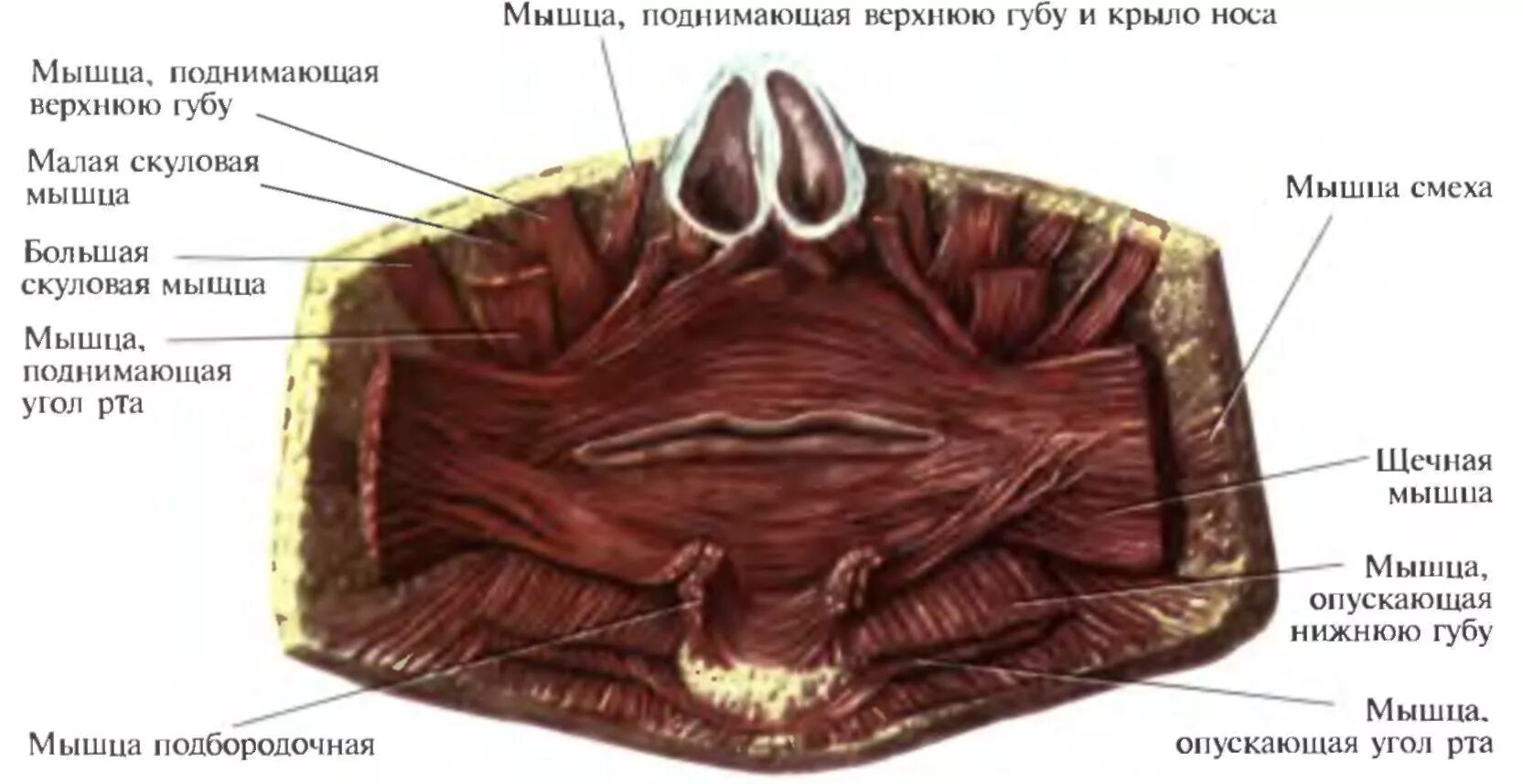 Мышцы окружающие ротовую. Мышцы окружающие ротовую щель.