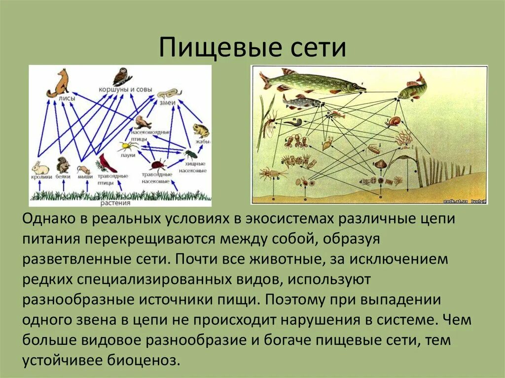 Пищевые цепи и сети. Пищевые связи и сети питания. Разветвленные пищевые сети. Пищевая сеть экосистемы. Пищевые связи в экосистеме презентация