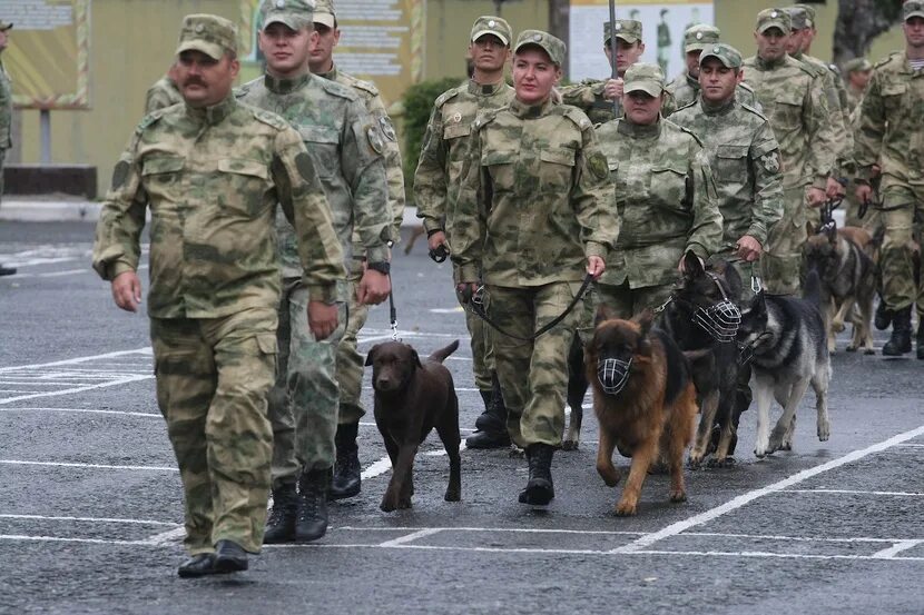 Кинолог институт. Пермский военный институт кинология. Кинологи Росгвардии. Военный кинолог. Кинологи войск национальной гвардии.