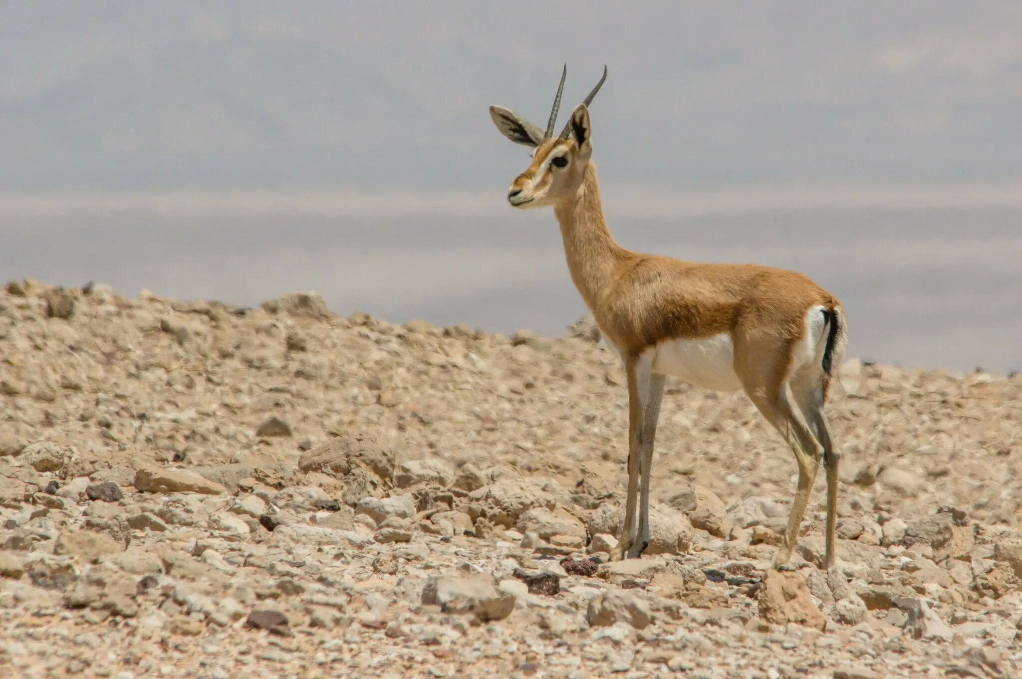 Соколиная охота в оаэ. Животные на ближнем востоке. Овцы палестины. Верблюды ближнего востока. Верблюды караван вади рам.