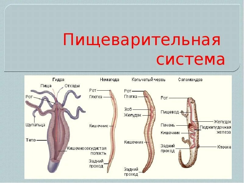 Типы пищеварительной системы у животных. Система органов пищеварительной системы животных. пищеварительная система органов беспозвоночных животных. эволюция пищеварительной системы позвоночных животных таблица. эволюция органов пищеварения беспозвоночных.