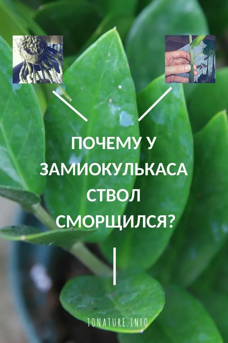 Замиокулькас сморщился стебель. Замиокулькас сохнут стебли. Сохнет ствол у замиокулькаса. Стебель замиокулькаса. Замиокулькас стебель.