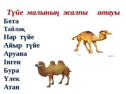 Қисық киска және есек