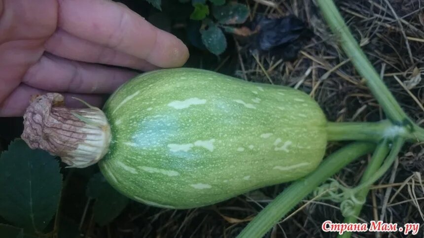 Можно ли есть недозрелую тыкву