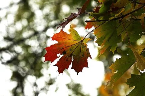 Не пощадила эта осень слушать