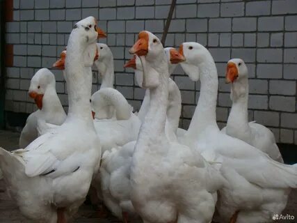 Холмогорские гуси воронежская область