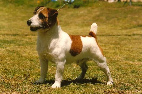 Купированные джек рассел. Джек рассел купированный хвост. Коротколапые джек рассел терьер. Парсон-рассел-терьер гладкошерстный. Купированный джек рассел.