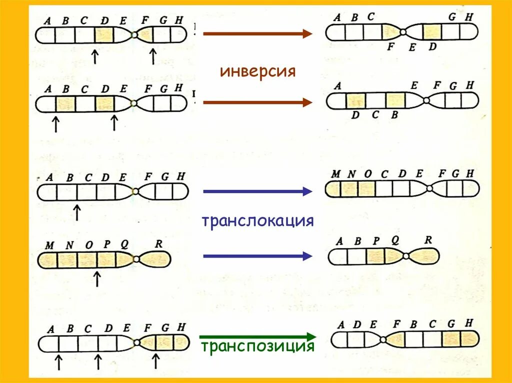 Инверсия это в биологии