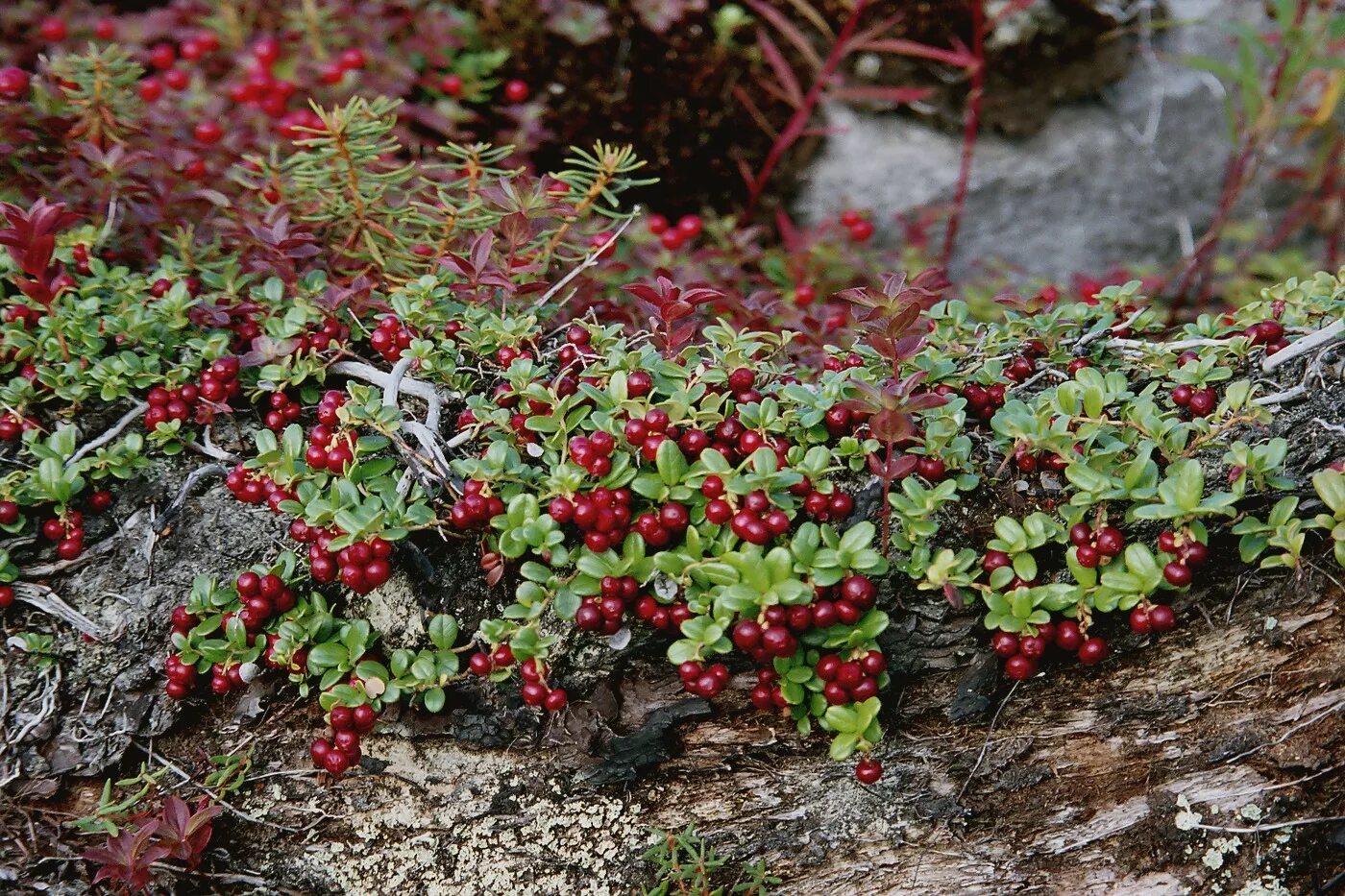 Plant north. Ягель, Морошка, брусника. Брусника в тундре. Брусника на Кольском полуострове. Растения тундры клюква.