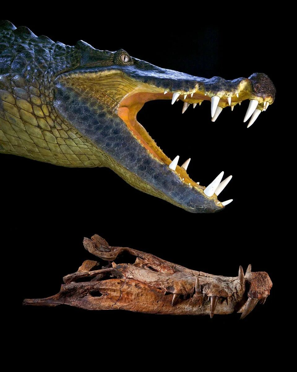 Саркозух. Kaprosuchus saharicus. гавиаловый крокодил. капрозух динозавр. капрозух и саркозух.
