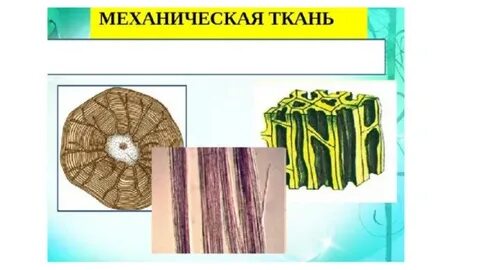 Какие особенности у покровной ткани