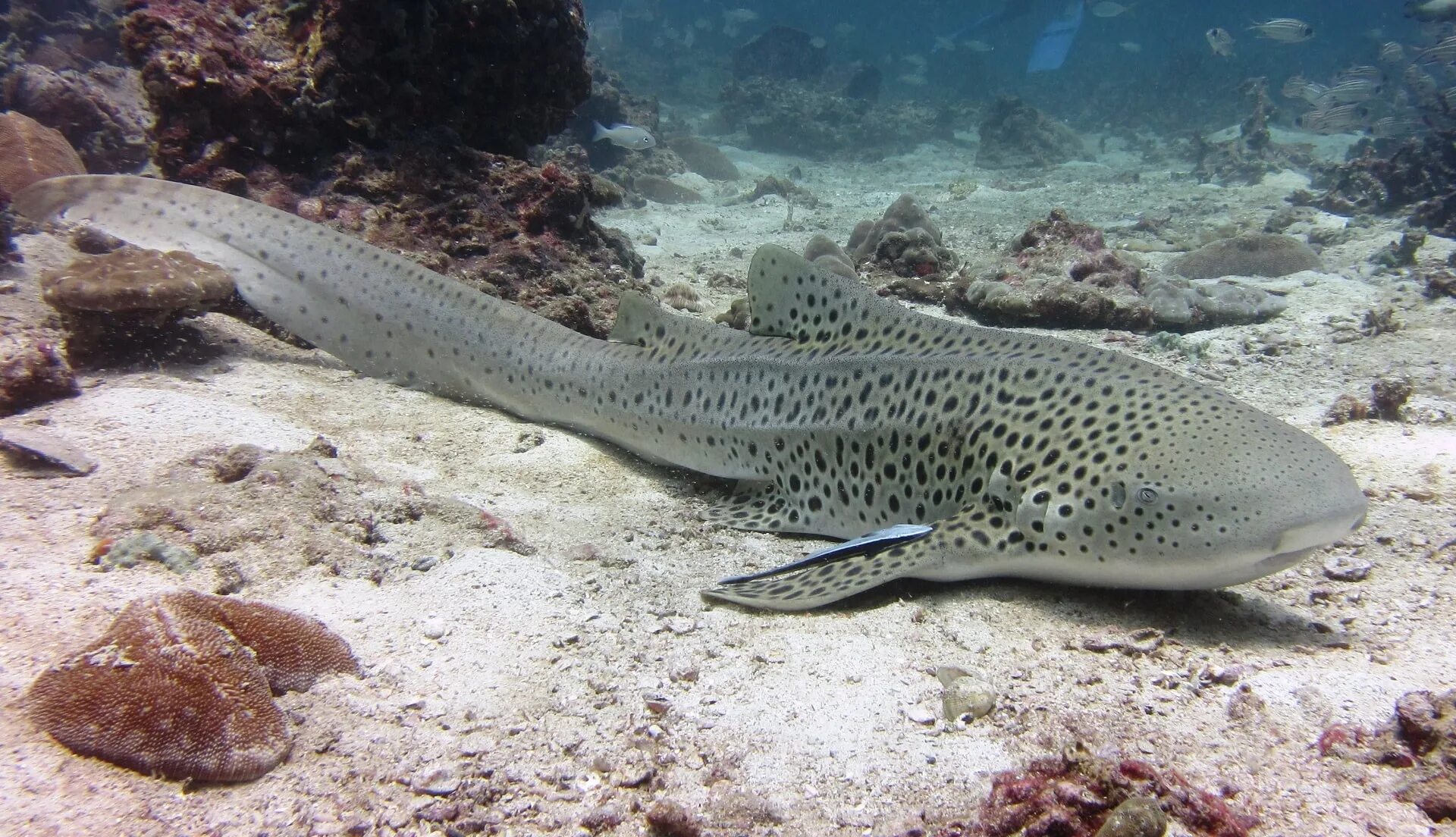 Акула леопардовая зебровая. Зебровая акула детеныш. Акула леопардовая зебровая. Зебровых акул. Stegostoma fasciatum.