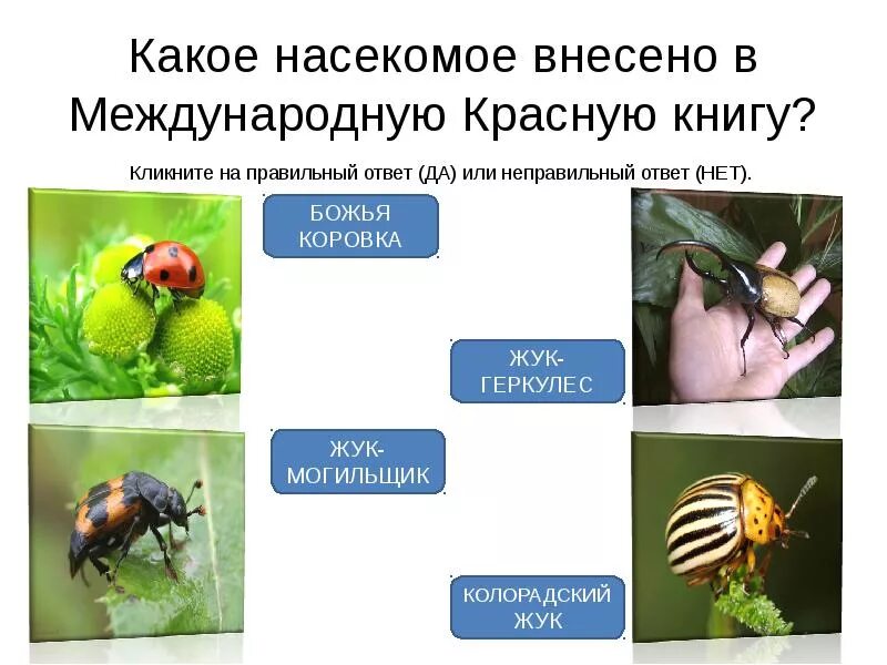Проект насекомое занесенное в красную книгу Растения и животные Красной книги Урала. Дидактические карточки.