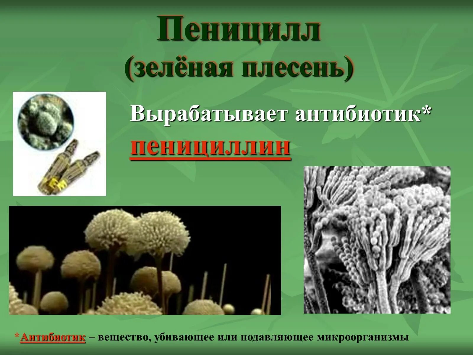 Гриб пенициллин биология 5 класс. Редуценты гриб пенициллин. Плесневые грибы пеницилл 5 класс биология. Пенициллин гриб строение.