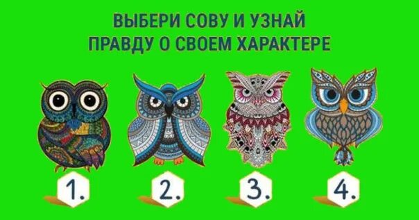 Найди сову. Найти сову ответы. Кот среди сов ответ. Мем кот среди сов. Найди кота среди сов.