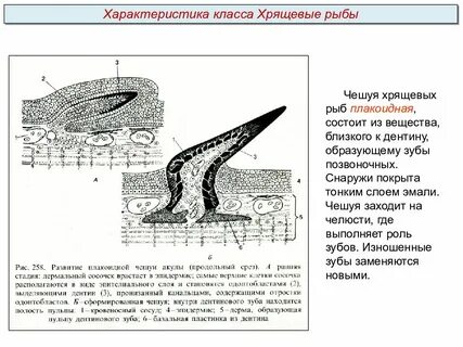Плавники хрящевых рыб